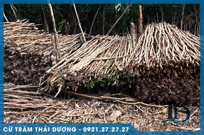 Giới thiệu thái dương