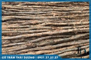 cừ tràm bình dương
