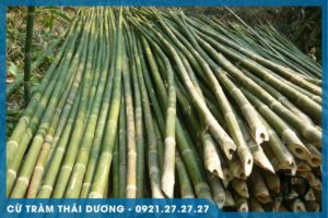 Thuế xuất cọc tre