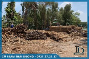 Vựa Cừ Tràm Thái Dương